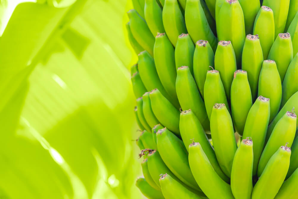 Banana Export Company to Kuwait